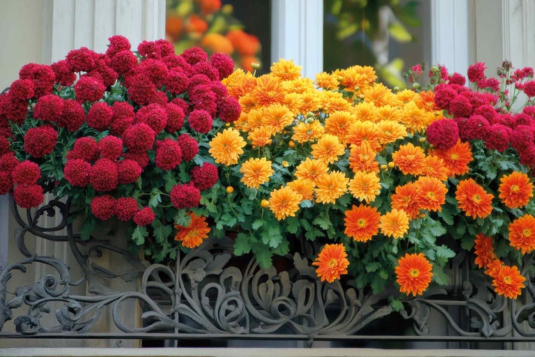 Jardinieră cu crizanteme roșii și galbene în fața unei ferestre