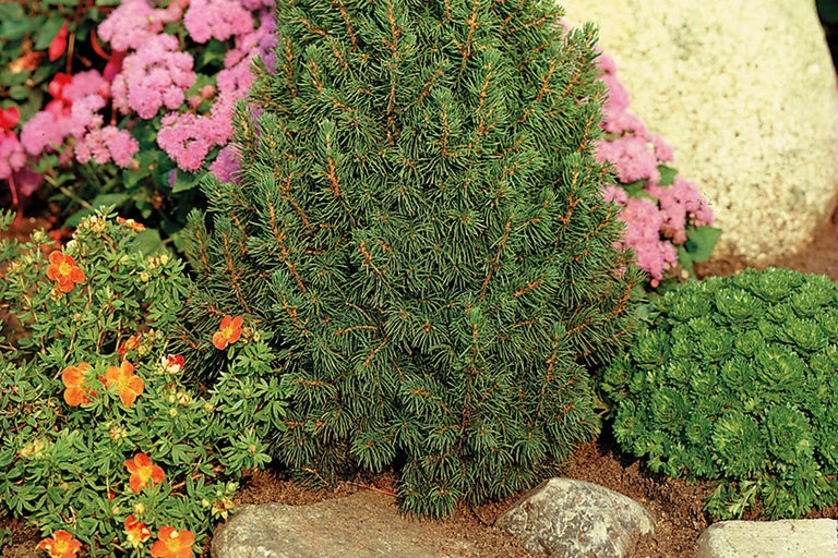 Molid pitic într-un strat de grădină cu plante cu flori și pietre