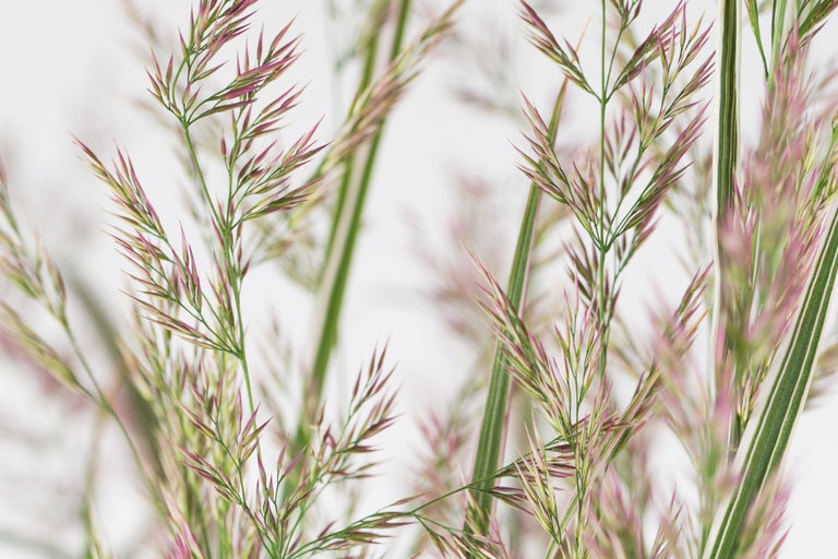 Prim-plan cu iarbă ornamentală cu inflorescențe delicate