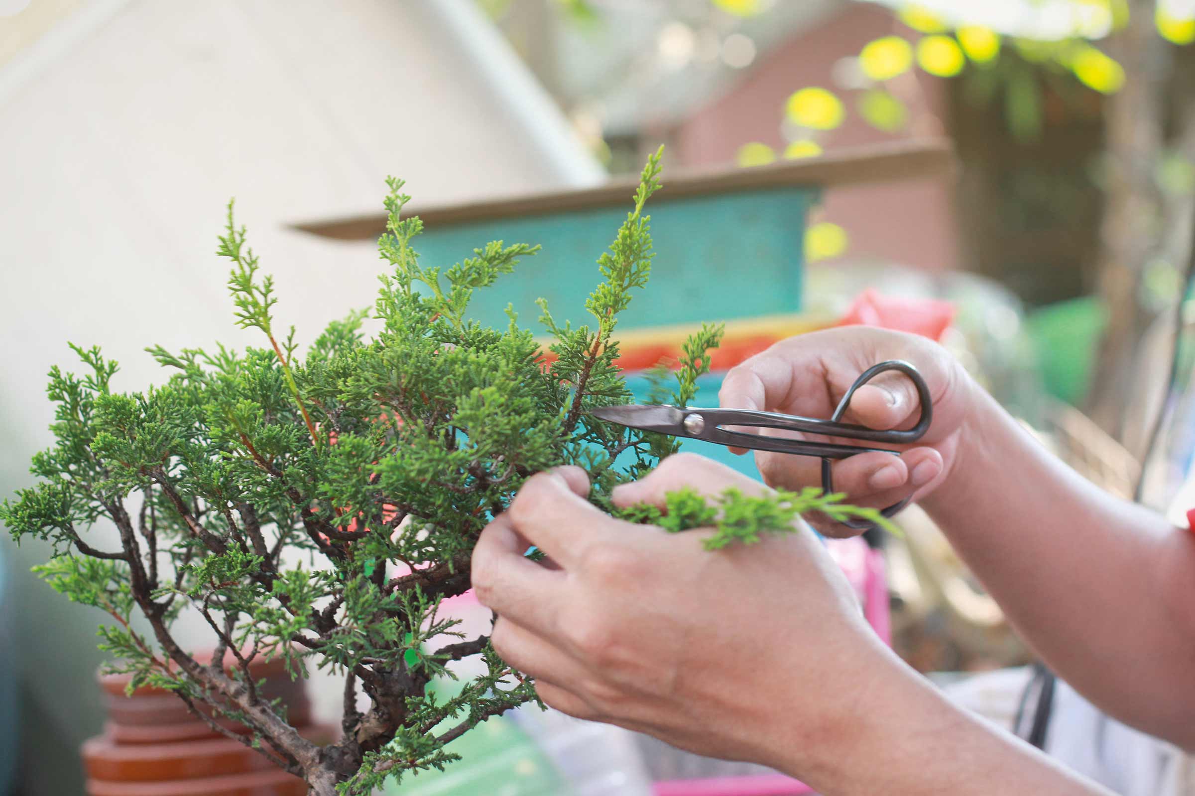 Un bărbat taie un bonsai cu o foarfecă de grădină.