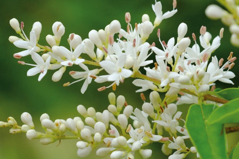 Inflorescență de lemn câinesc cu flori albe