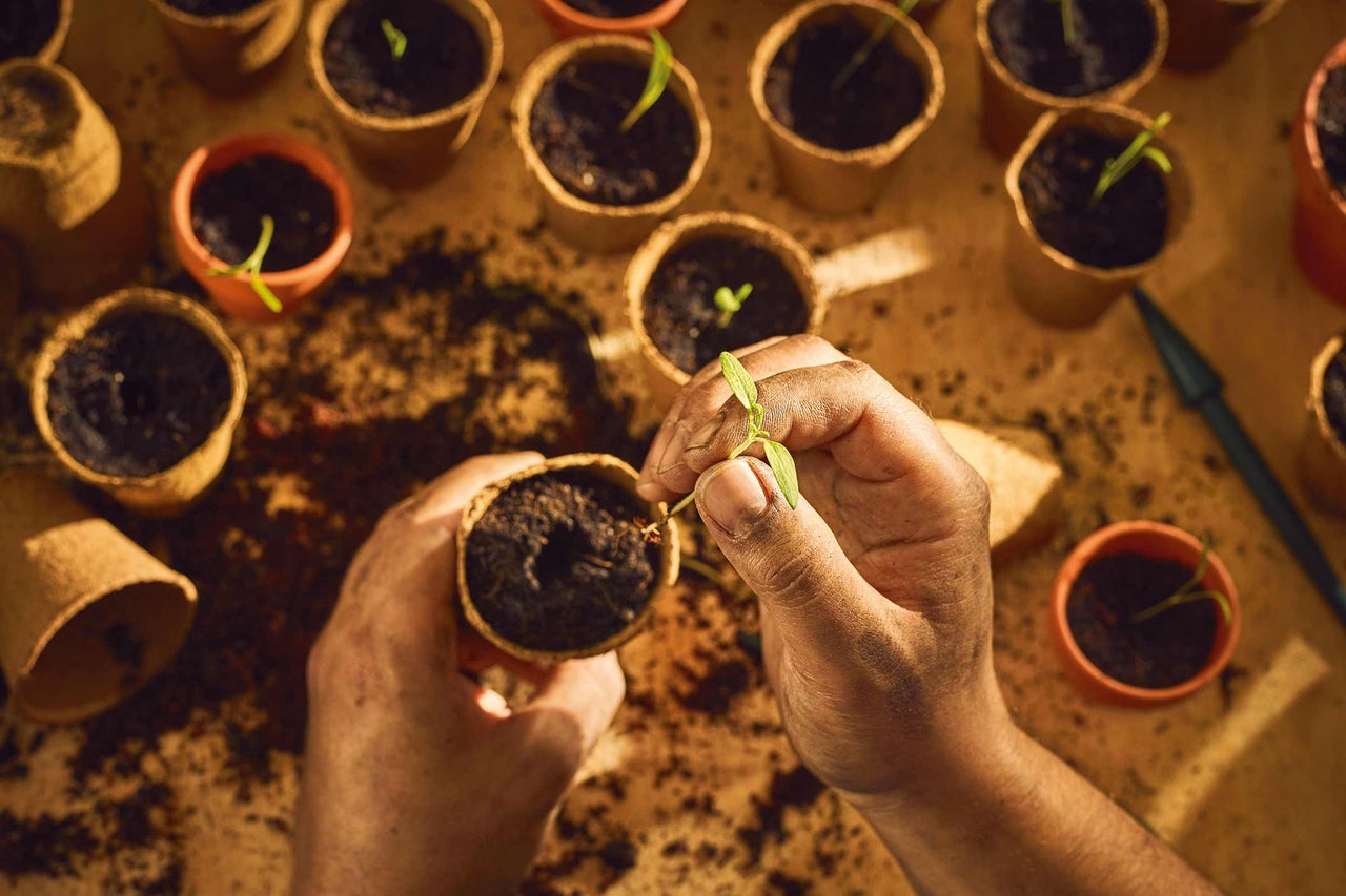 Plantarea unei plante într-un ghiveci cu pământ