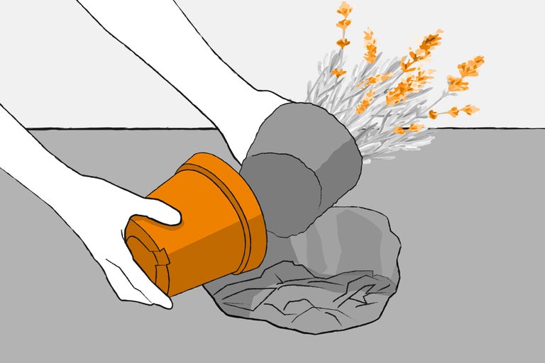 Transplantarea unei plante într-un ghiveci nou