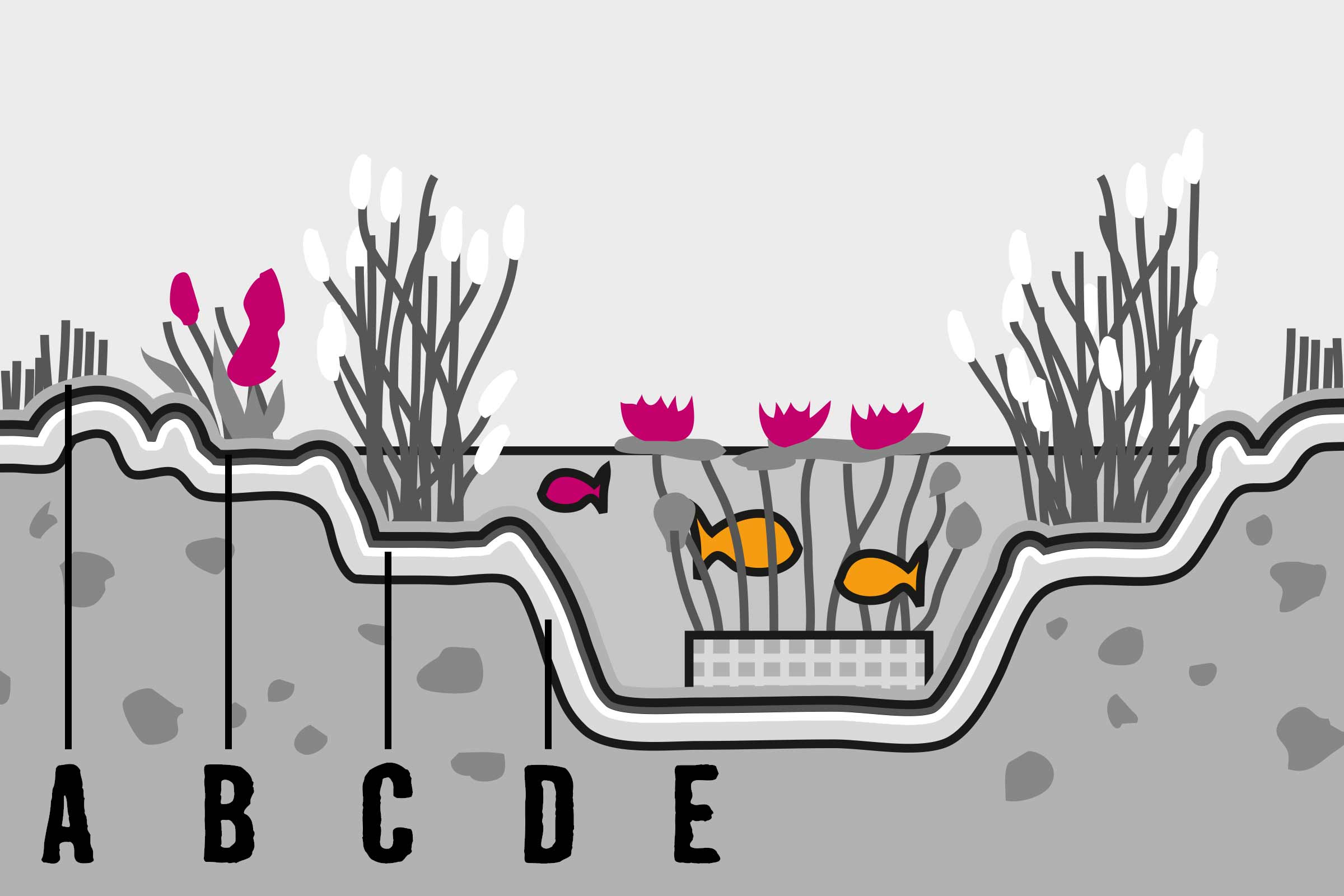 Ilustrație a profilului unui iaz cu plante și etichete