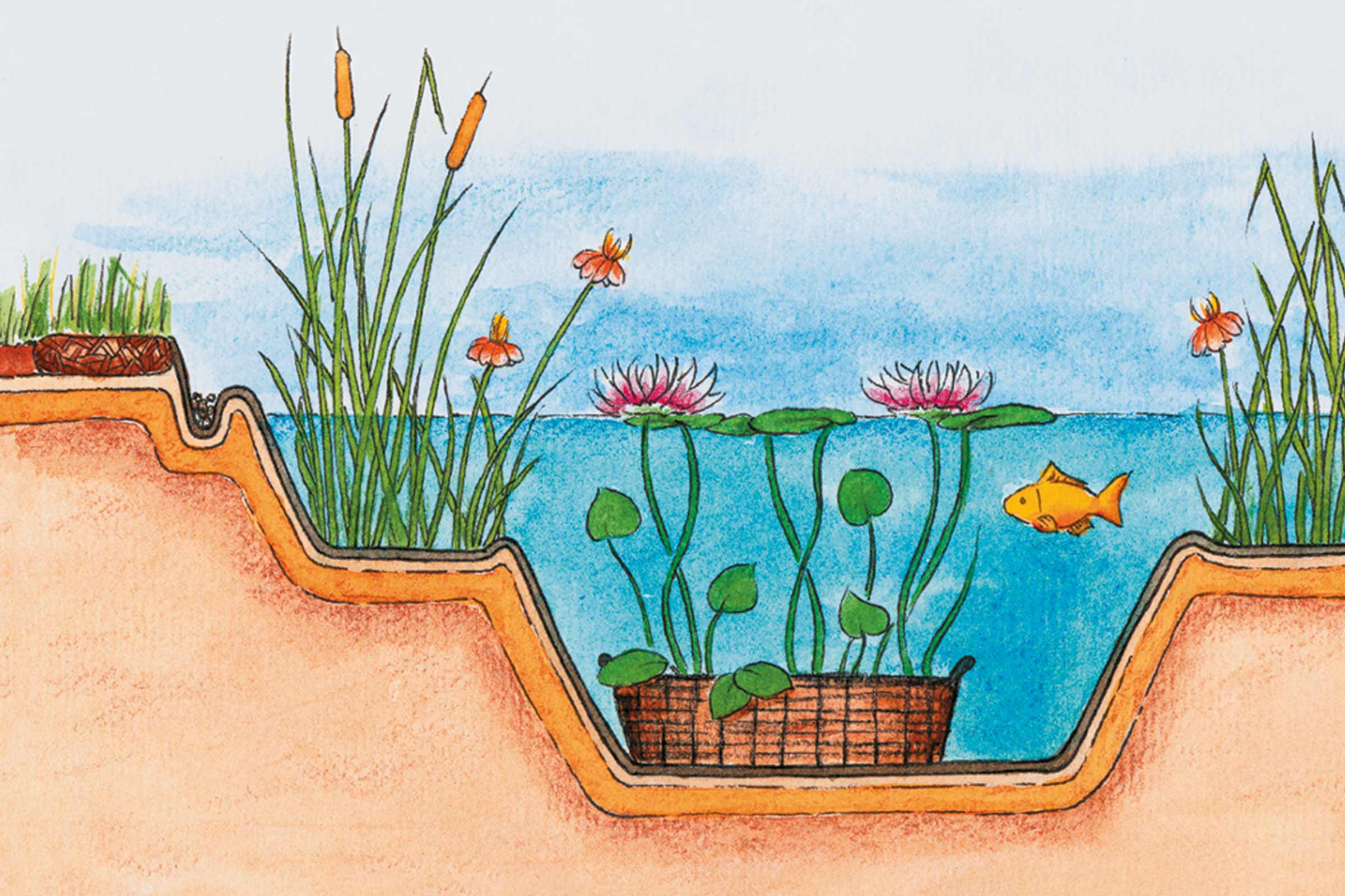 Ilustrație cu secțiunea transversală a unui iaz cu plante acvatice, nuferi și un pește
