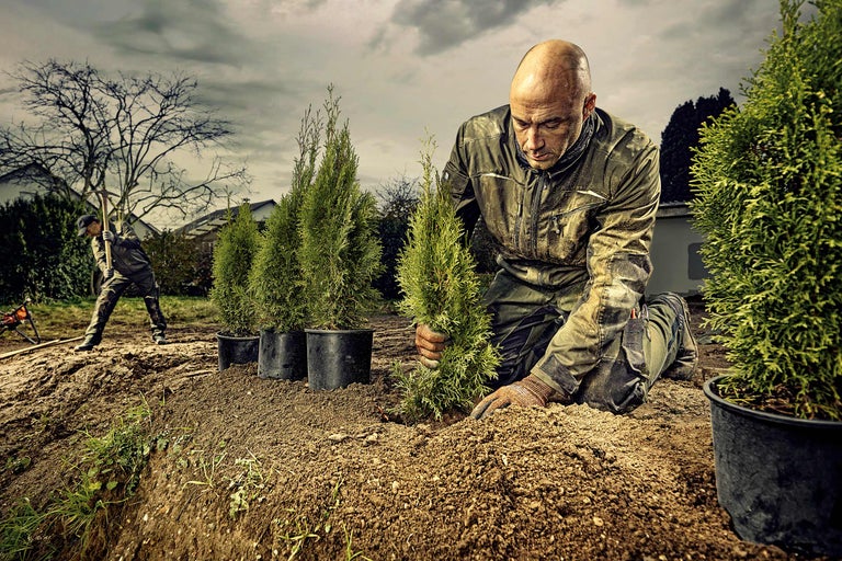Un bărbat plantează tuia în grădină. În fundal, o altă persoană lucrează cu un târnăcop.