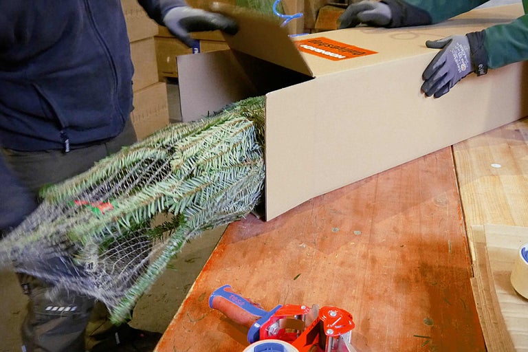 O persoană împachetează un brad împachetat într-o cutie de carton pentru expediere.