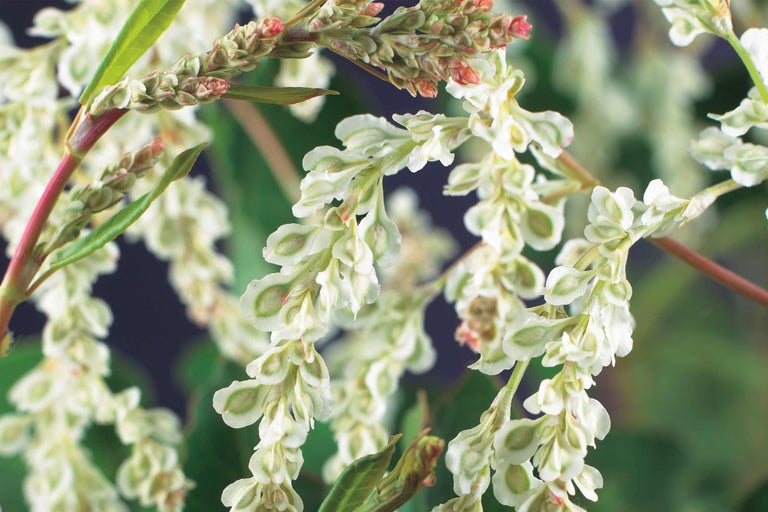 Inflorescență de troscot