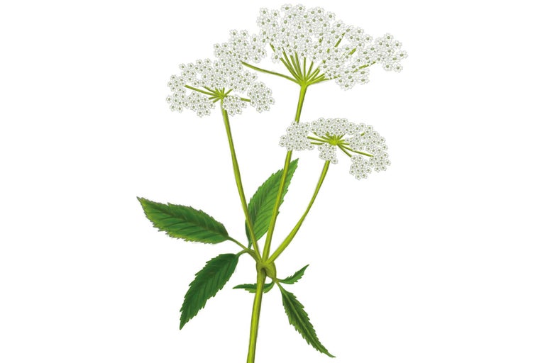 Ilustrație a unei plante de angelică de pădure