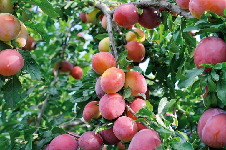 Prun cu fructe coapte