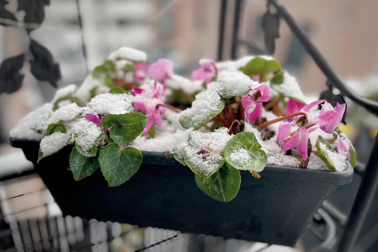 Jardinieră cu ciclamen roz sub zăpadă