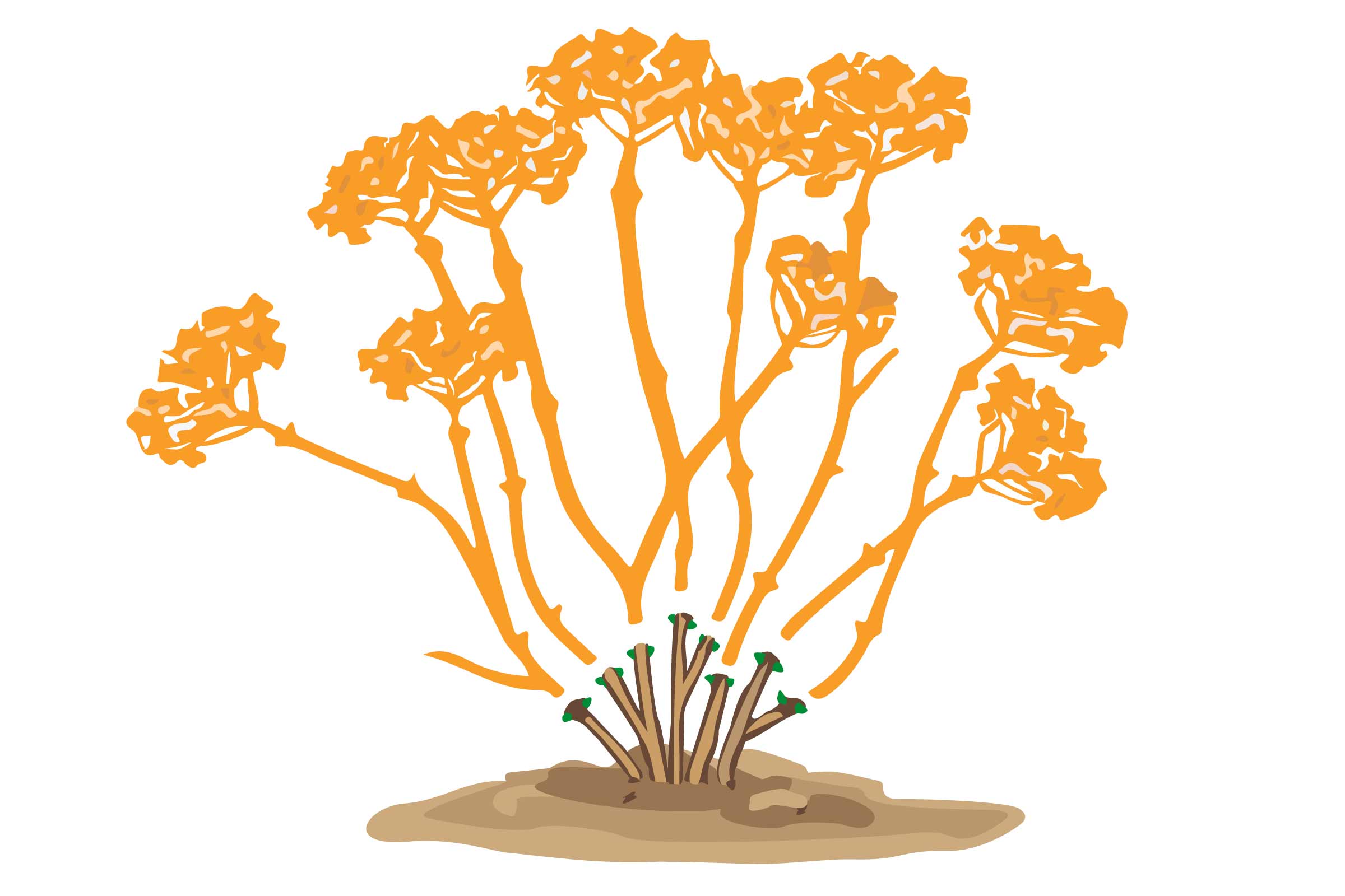 Ilustrație a unei plante de hortensie cu inflorescențe