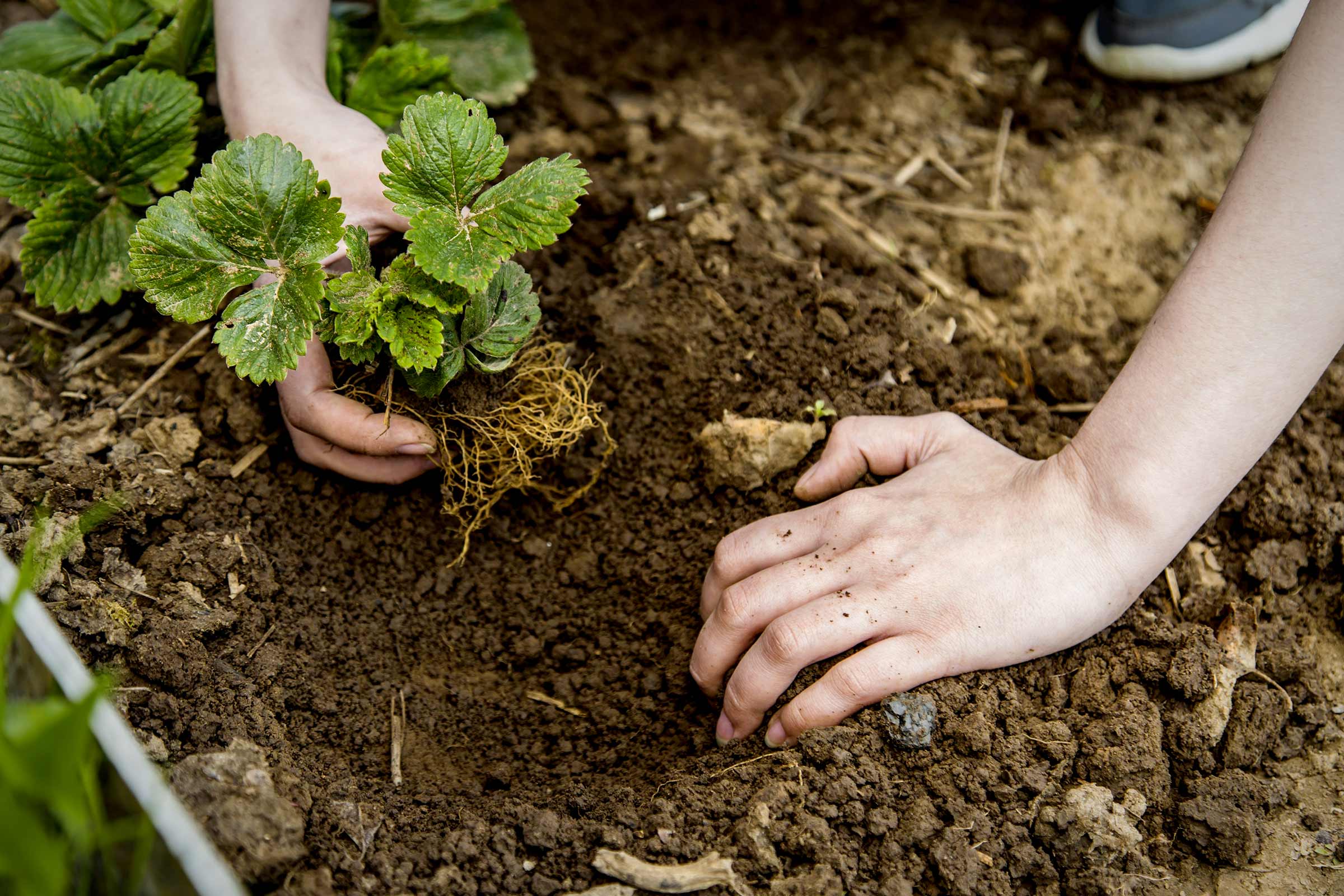 Persoană plantând un stolon de căpșun în pământ