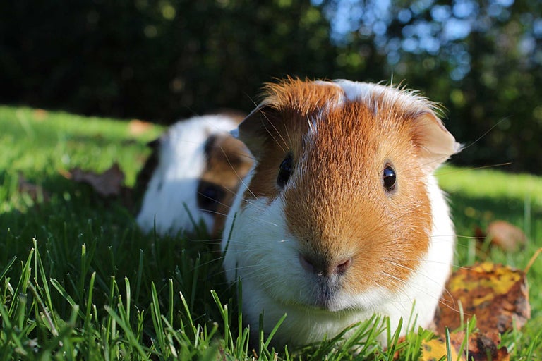 Doi porcușori de Guineea stau în iarbă