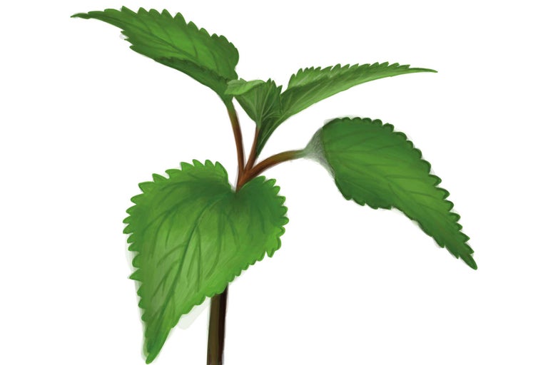 Plantă tânără cu frunze zimțate