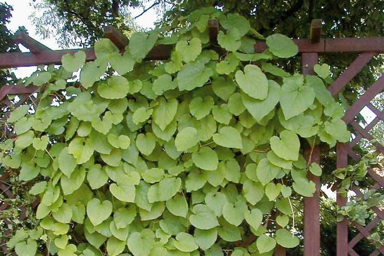 Plantă cățărătoare cu frunze în formă de inimă pe spalier