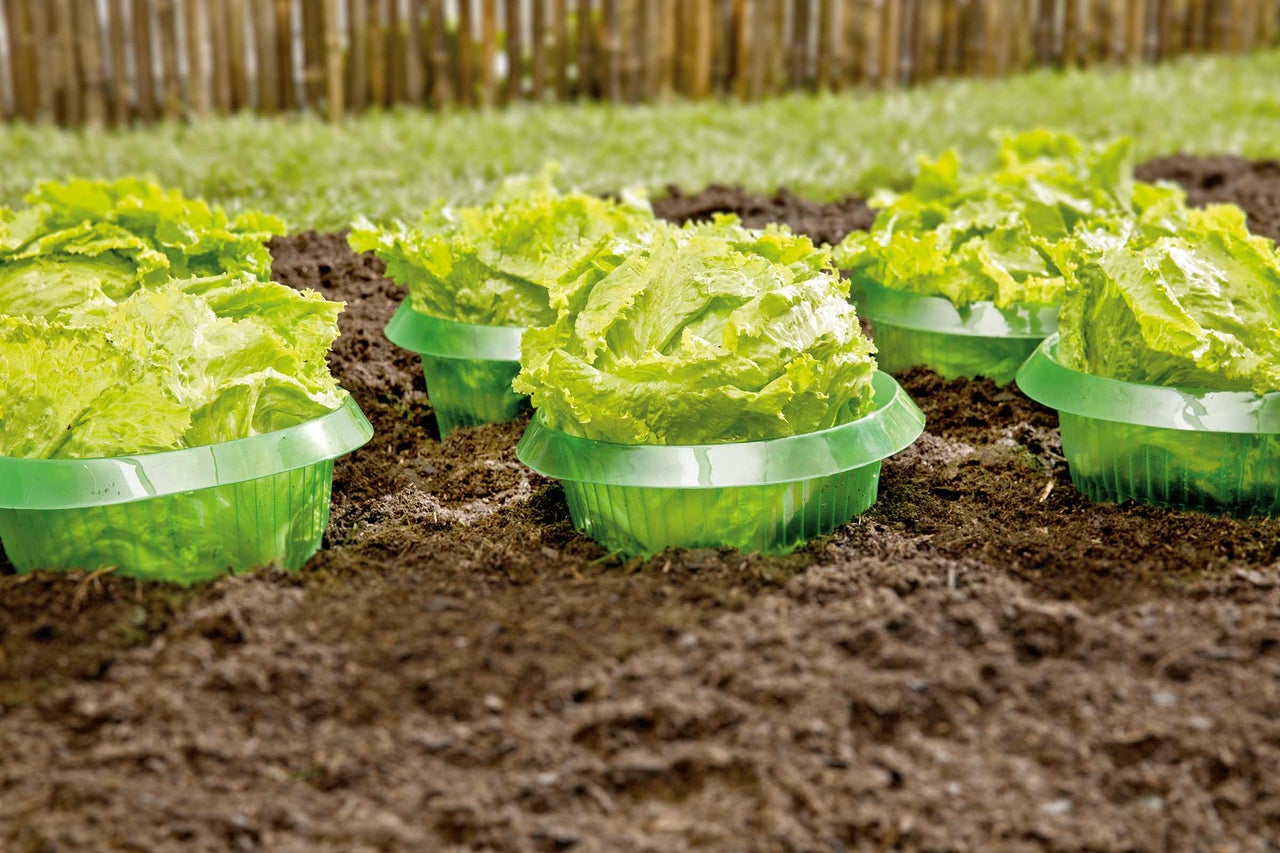 Salată în recipiente de plantare în grădină