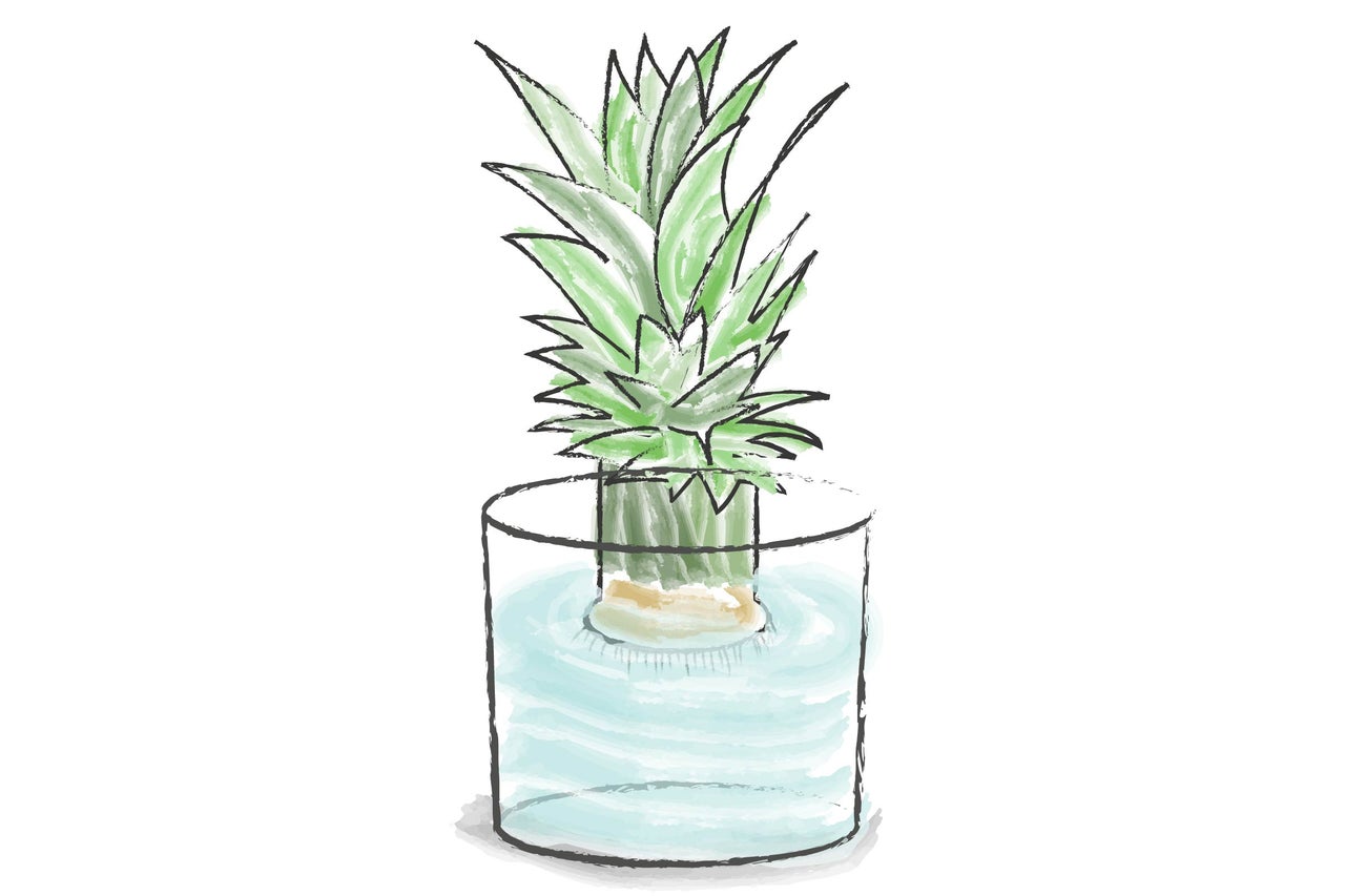 Plantă de ananas în pahar cu apă