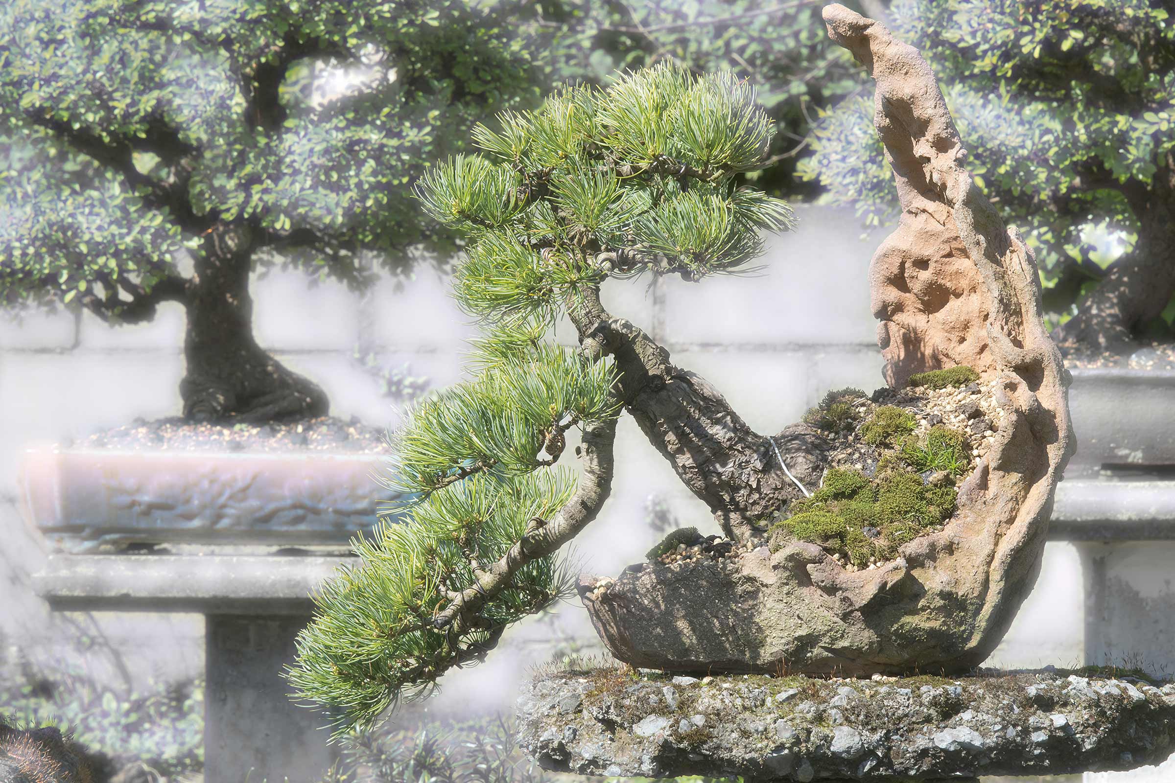 Arbore bonsai în ghiveci cu formațiune de piatră