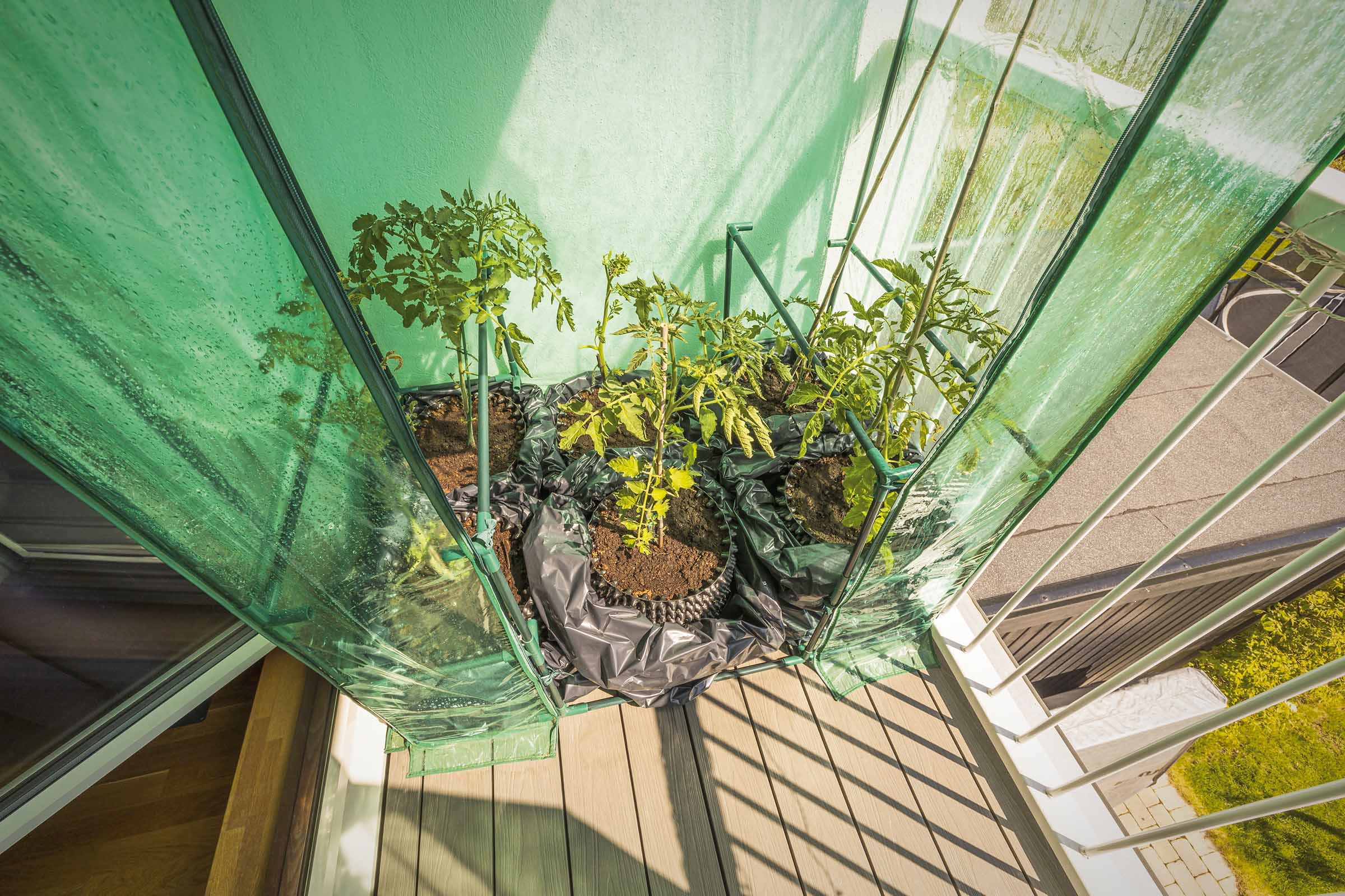 Seră mică pe un balcon cu plante de roșii în ghivece.
