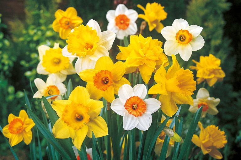 Narcise galbene și albe în grădină