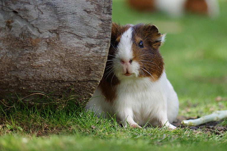 Cobai ascunsă după trunchiul unui copac în grădină