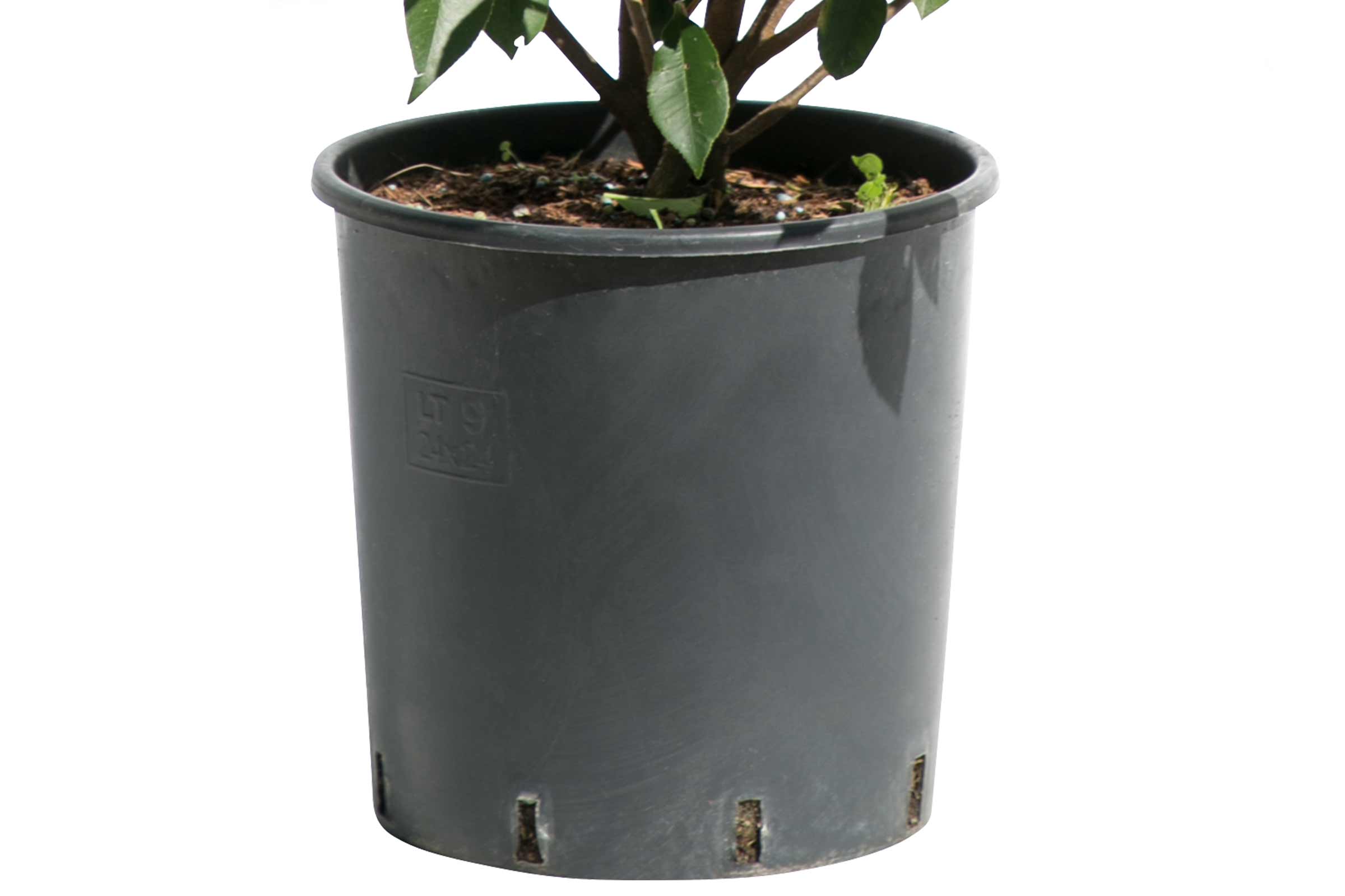 Plantă în ghiveci de plastic gri