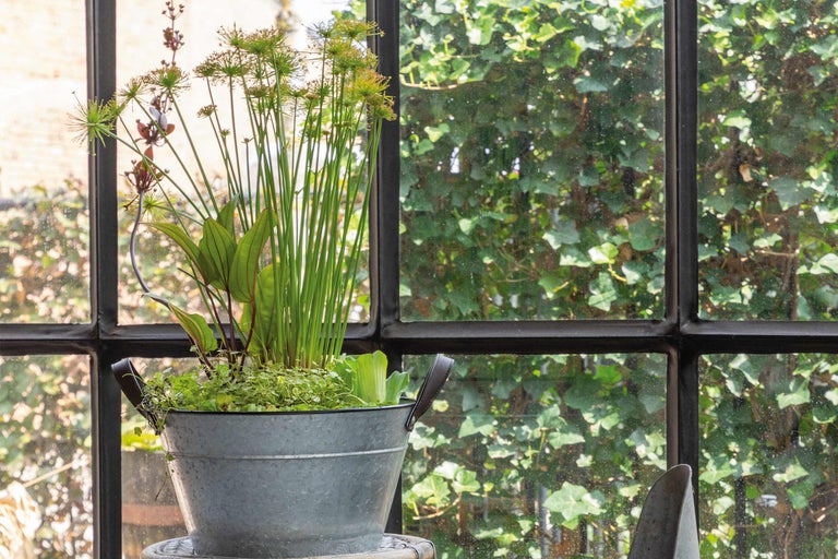 Aranjament de plante în găleată de zinc în fața unei ferestre cu traverse