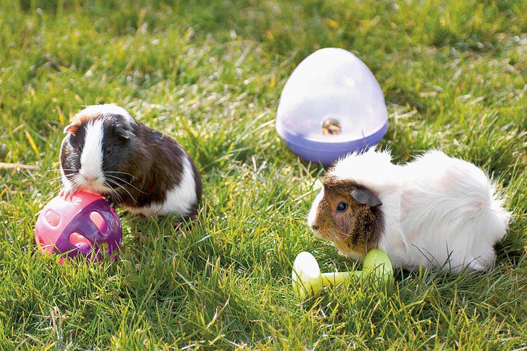 Doi porcușori de Guineea cu jucării în iarbă