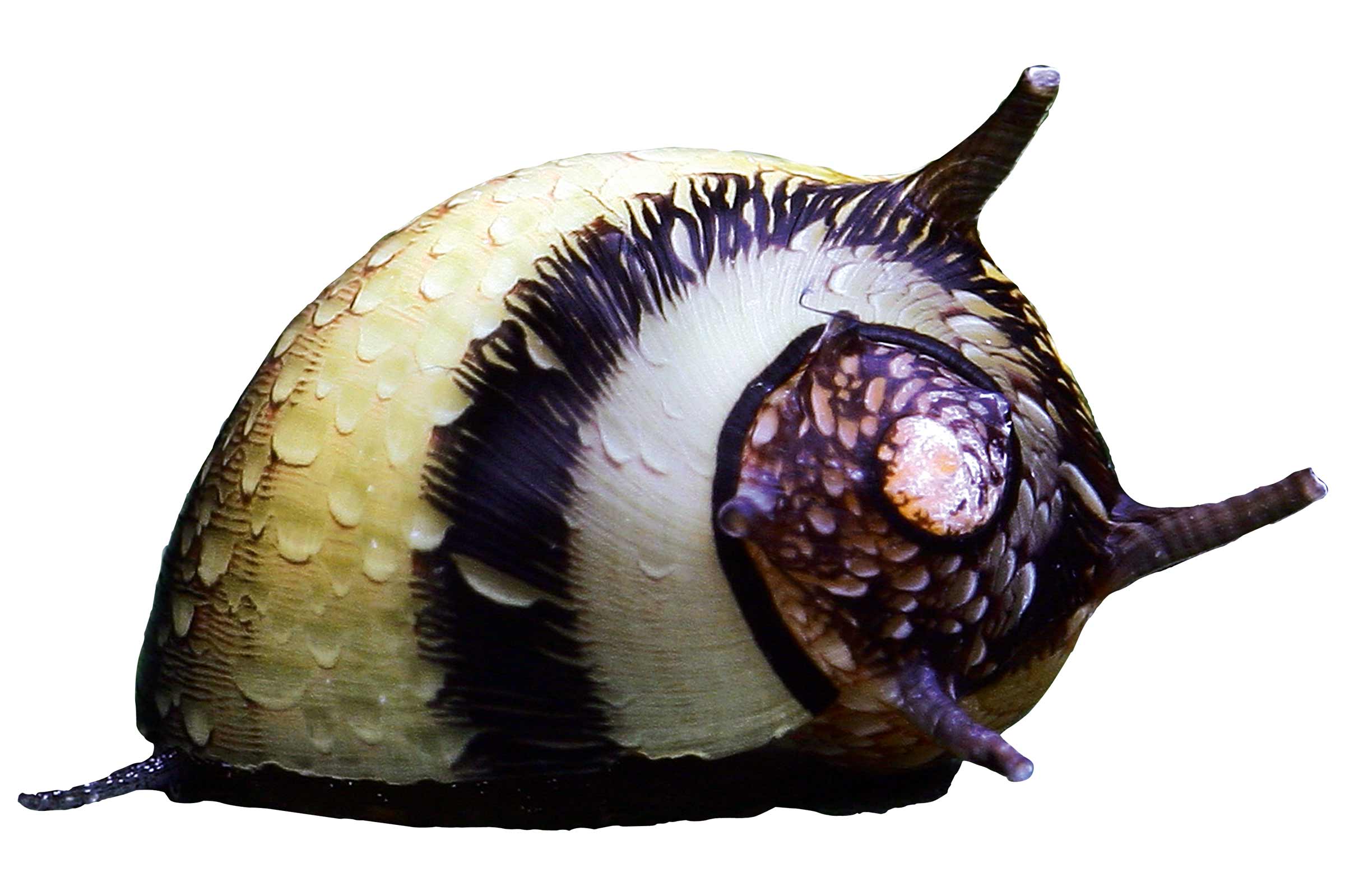 Melc Neritina zebra pentru acvarii