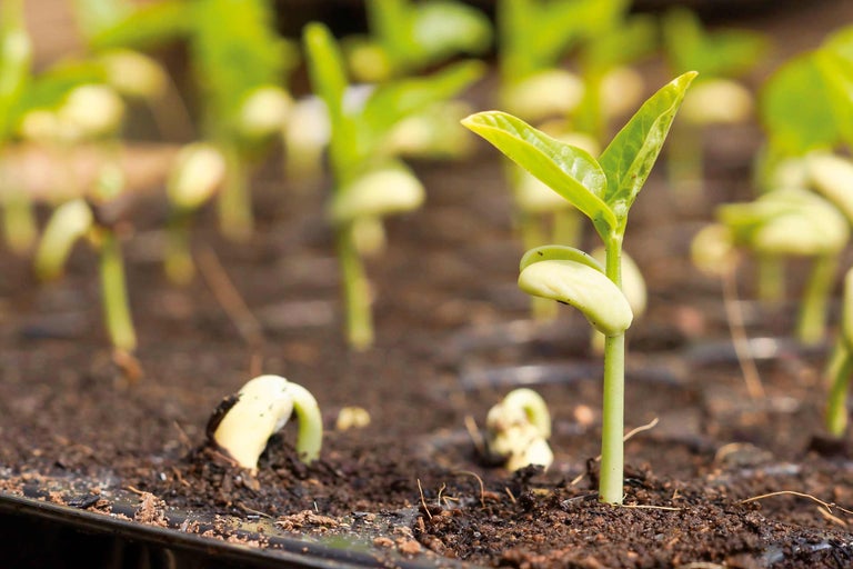 Prim-plan cu lăstari de plante proaspăt semănate în pământ.