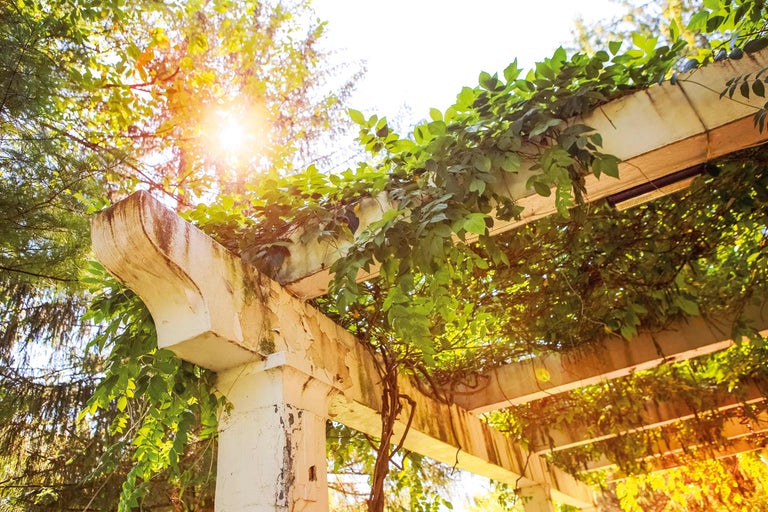 Pergolă cu plante verzi într-o grădină