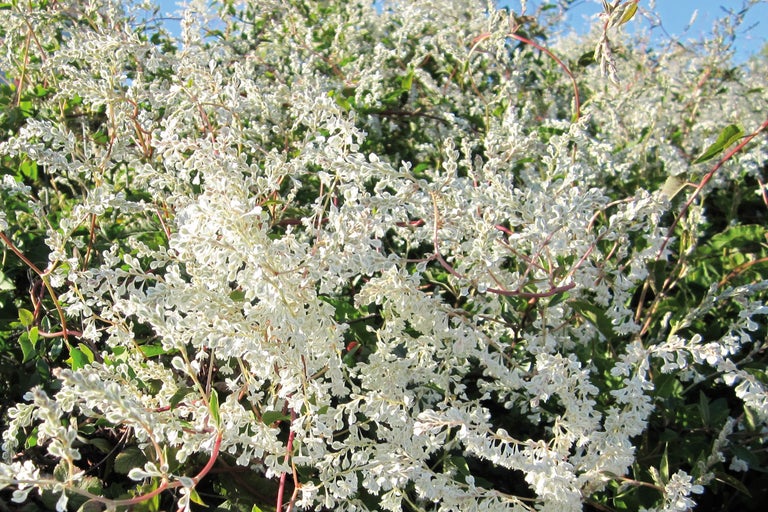 Fotografie a unei plante cățărătoare cu flori