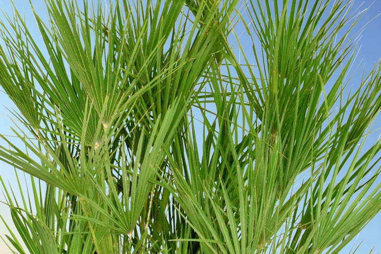 Prim-plan cu un palmier pitic mediteranean