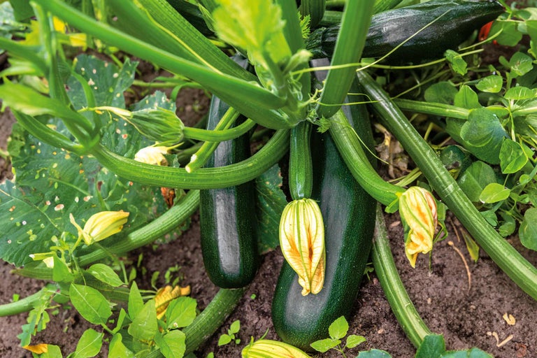 Plante de dovlecei în grădina de legume