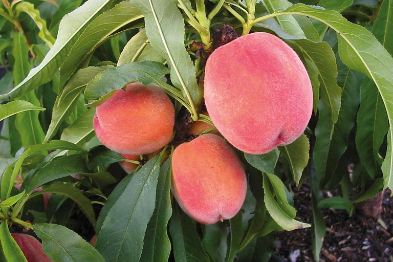 Piersic cu fructe coapte și frunze verzi