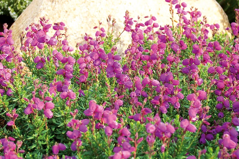 Prim-plan cu plante de iarbă neagră clopoțel în grădină