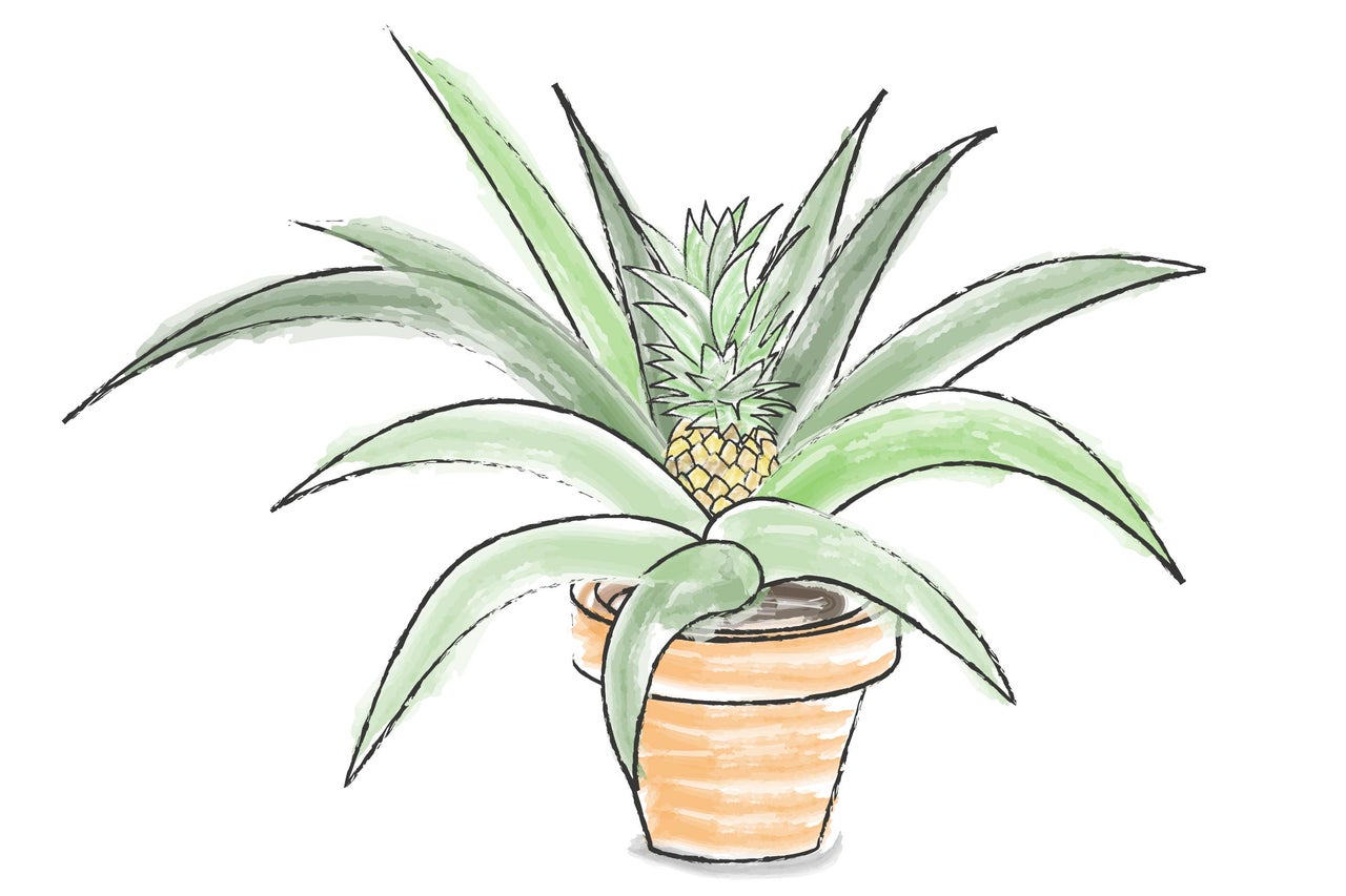 Plantă de interior ananas în ghiveci