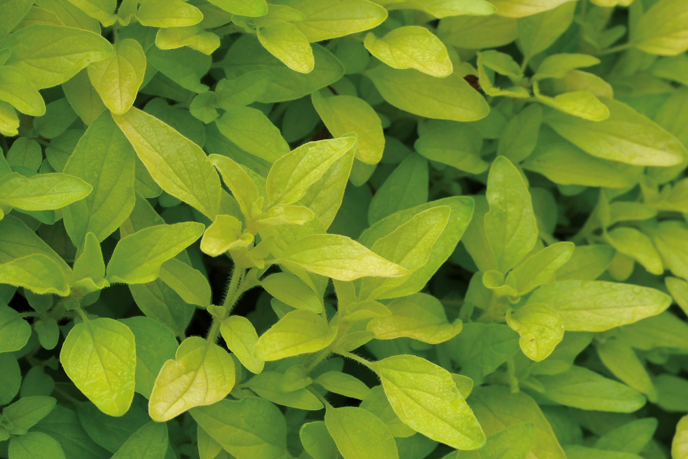 Prim-plan cu frunze de oregano