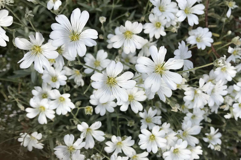 Prim-plan cu acoperire de sol cu garoafe de gazon înflorite