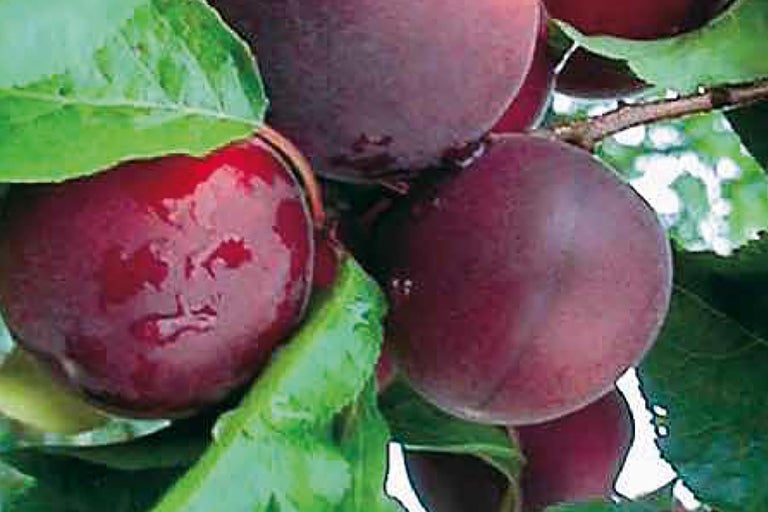 Prune pe ramură cu frunze