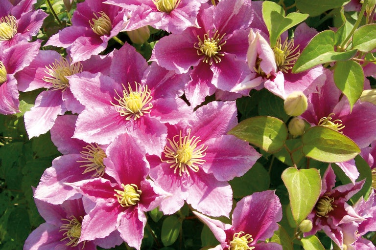 Prim-plan cu un grup de flori de clematis roz, cu stamine galbene și frunze verzi.