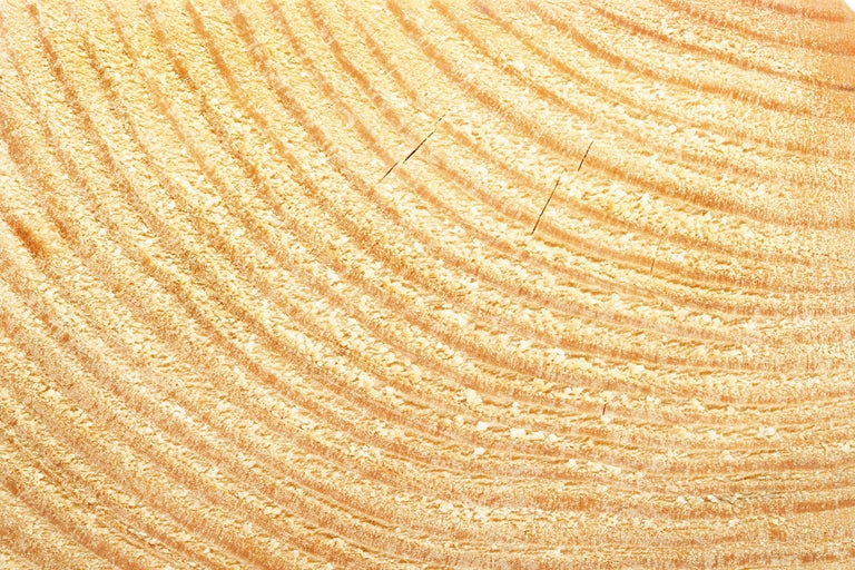 Secțiune transversală a lemnului cu inele anuale