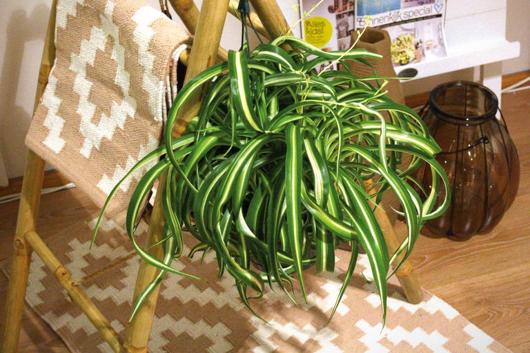 Cameră decorativă cu plantă suspendată, raft scară și covor