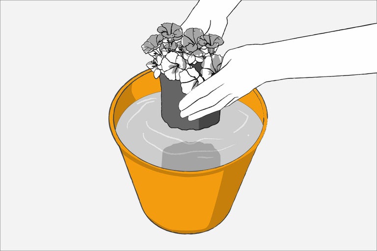 Florile sunt înmuiate într-o găleată cu apă