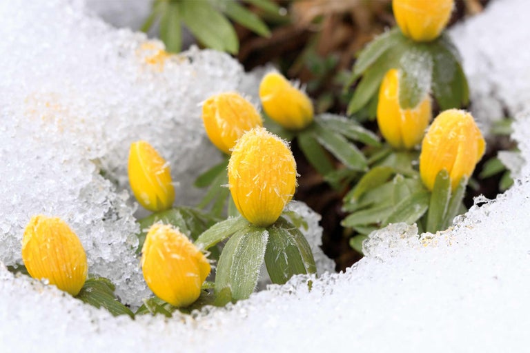 Floare ghiocel cu zăpadă în grădină