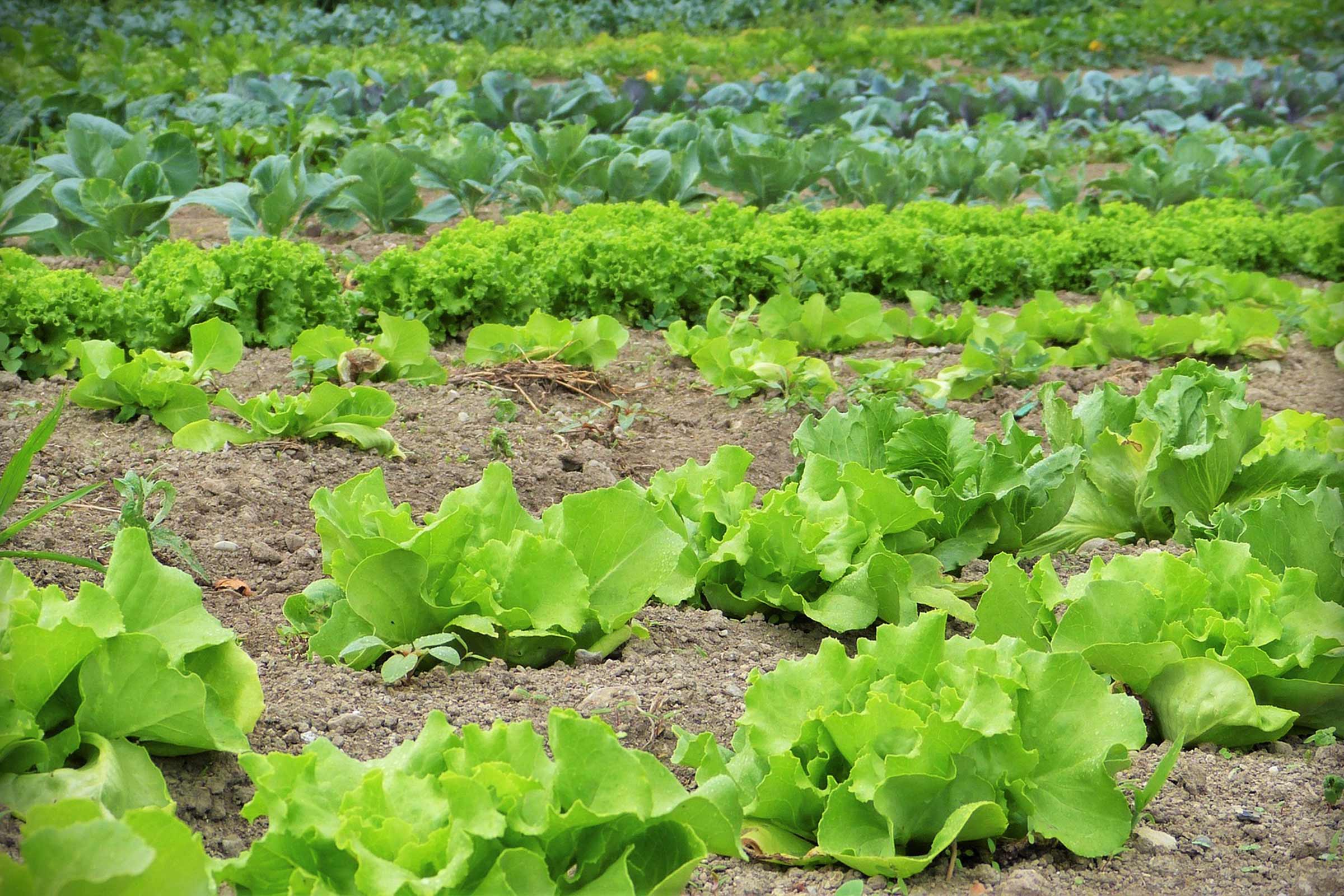 Grădină de legume cu salată și varză