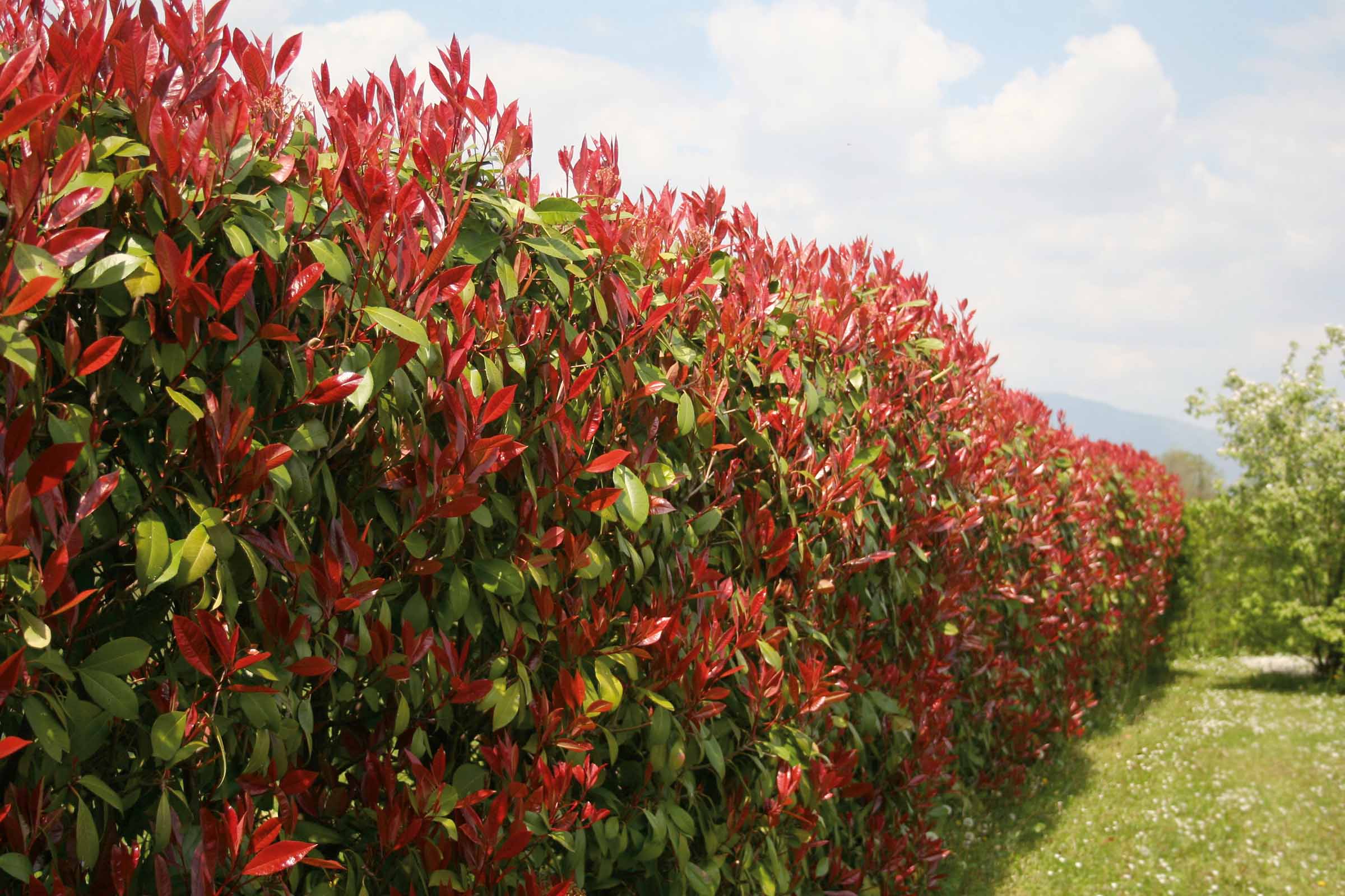 În imagine se vede un gard viu dens, veșnic verde, din arbustul Photinia, care servește drept graniță naturală a proprietății.