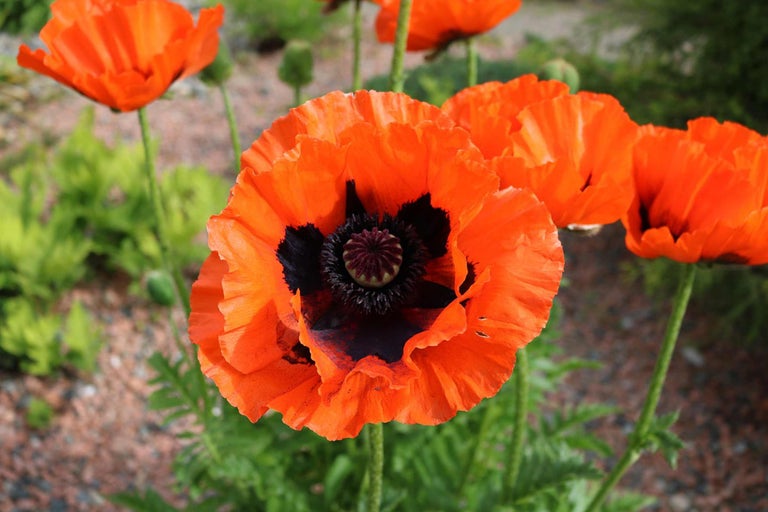 Prim-plan cu un mac portocaliu în grădină