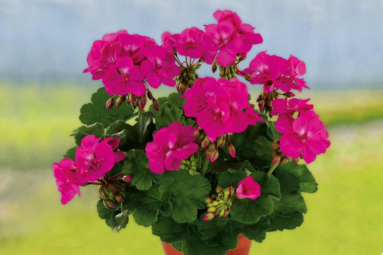 Mușcată cu flori roz și frunze verzi într-un ghiveci